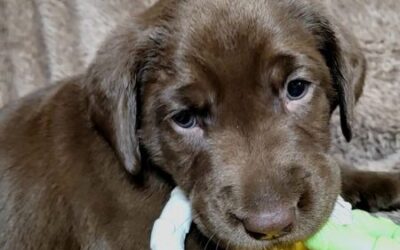 This adorable female chocolate Labrador Retriever is our last one available this litter.